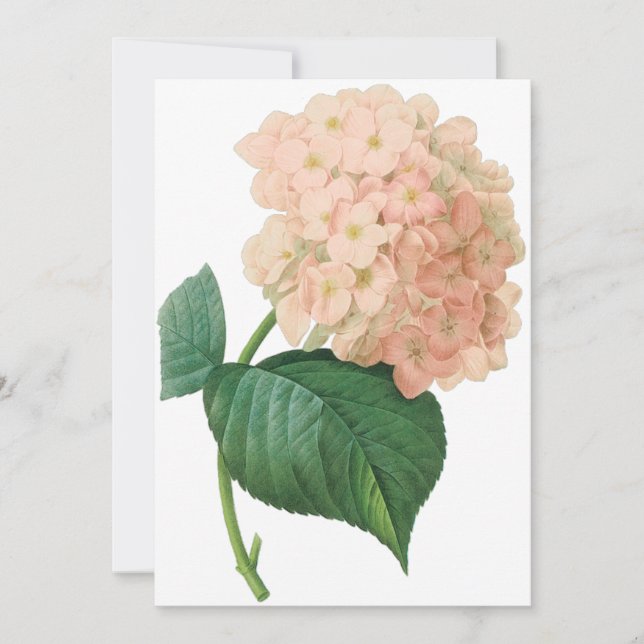 Vintage Pink Hydrangea Flower, Redoute Invitation (Front)