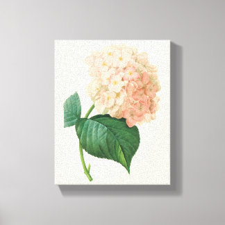 Vintage Pink Hydrangea Hortensia Flower by Redoute Canvas Print