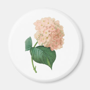 Vintage Pink Hydrangea Hortensia Flower by Redoute Magnet