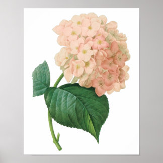 Vintage Pink Hydrangea Hortensia Flower by Redoute Poster
