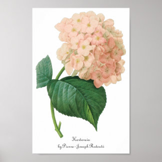 Vintage Pink Hydrangea Hortensia Flower by Redoute Poster