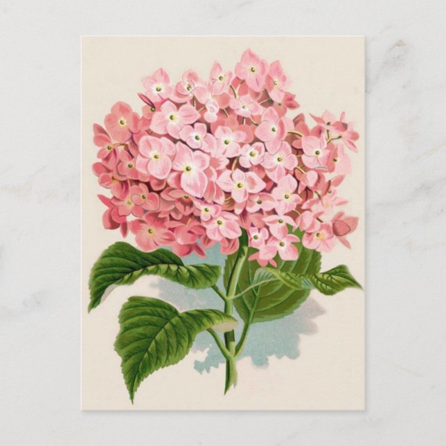 Vintage Pink Hydrangea Postcard (Front)