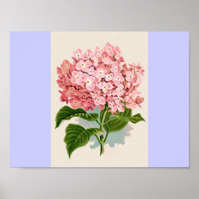 Vintage Pink Hydrangea Poster (Front)