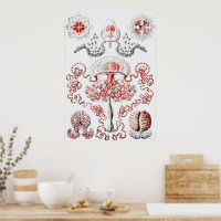 Vintage Pink Jellifish on White -  Ernst Haeckel 