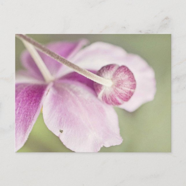 Vintage Pink Postcard (Front)