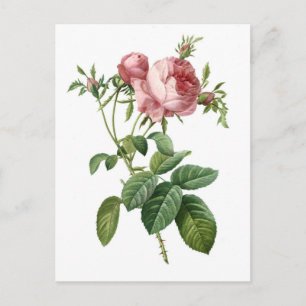 Vintage pink rose botanical illustration, Redoute Postcard