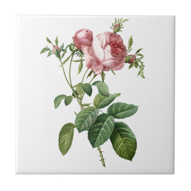 Vintage pink rose botanical illustration, Redoute Tile (Front)