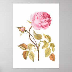 Vintage Pink Rose Botanical Print