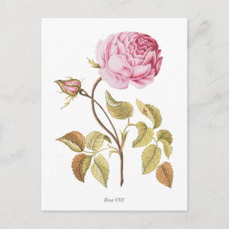 Vintage Pink Rose Botanical Print Postcard