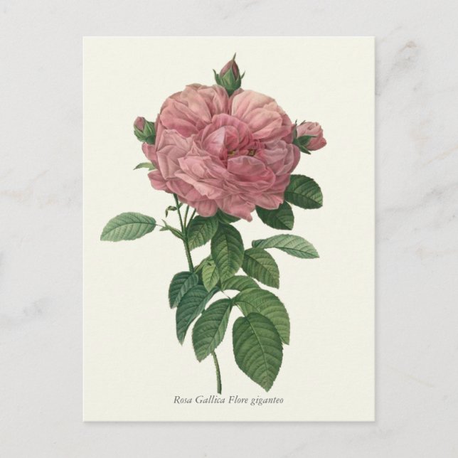 Vintage Pink Rose Botanical Print Postcard (Front)