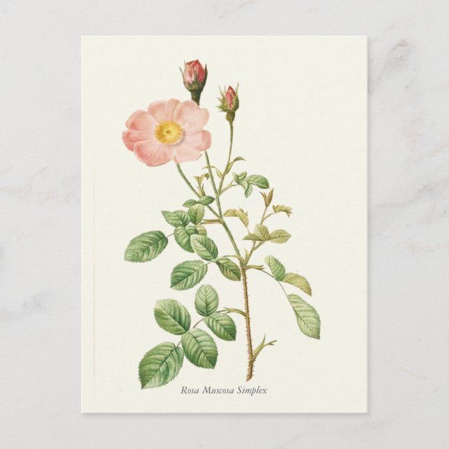 Vintage Pink Rose Botanical Print Postcard (Front)