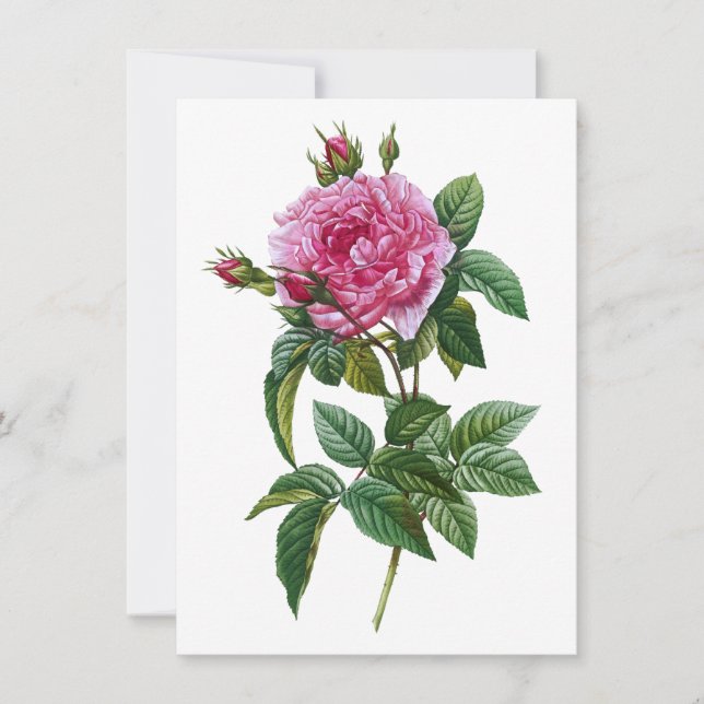 Vintage Pink Rose  Card (Front)