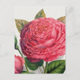 Vintage Pink Rose Illustration Postcard
