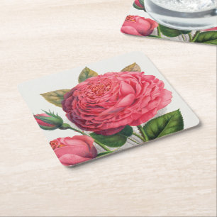 Vintage Pink Rose Illustration Square Paper Coaster