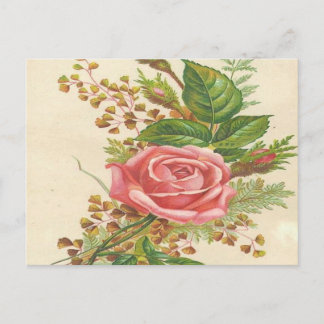 Vintage Pink Rose Postcard