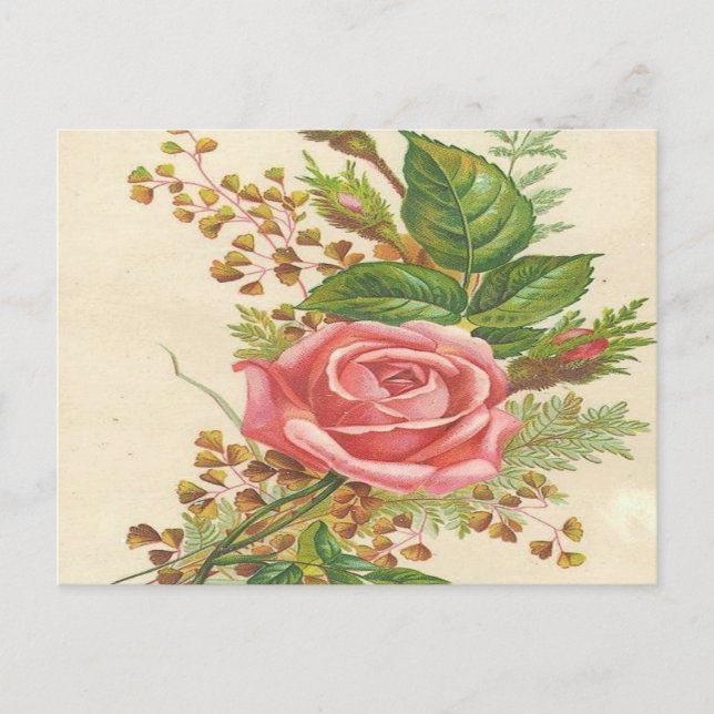 Vintage Pink Rose Postcard (Front)