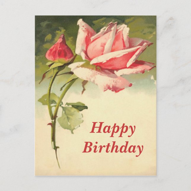 Vintage Pink Rose Postcard (Front)