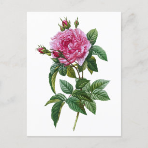 Vintage Pink Rose  Postcard
