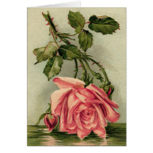 Vintage Pink Roses