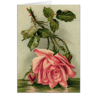 Vintage Pink Roses