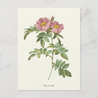 Vintage Pink Roses Botanical Print Postcard