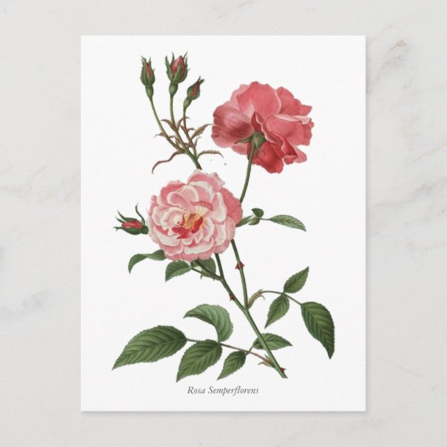 Vintage Pink Roses Botanical Print Postcard (Front)