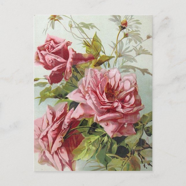 Vintage Pink Roses Bouquet Postcard (Front)