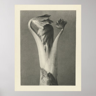 Vintage Plant Photograph - Archival Print