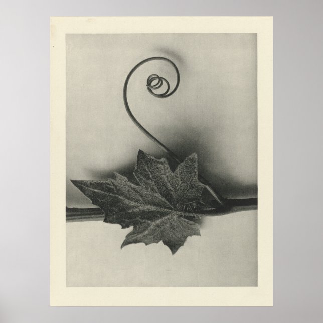 Vintage Plant Photograph - Archival Print (Front)