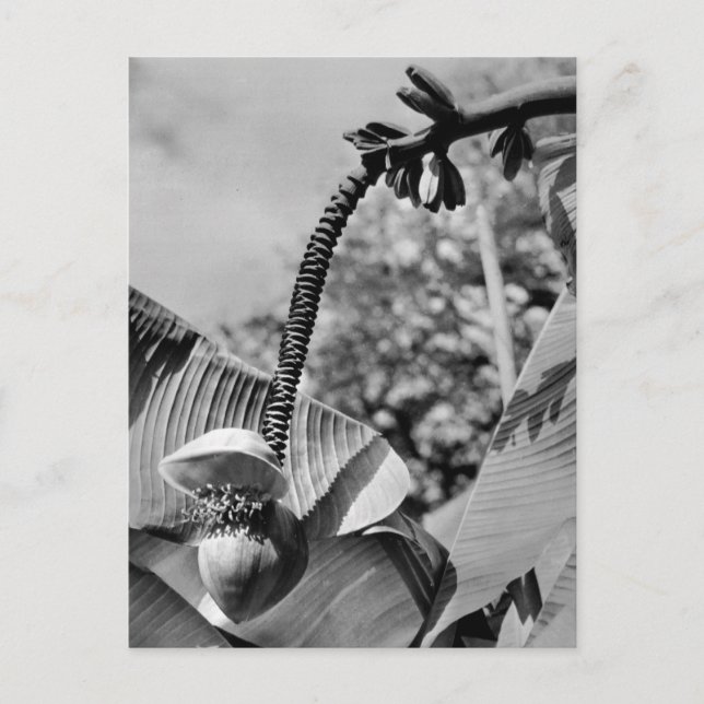 Vintage Plant Postcard (Front)