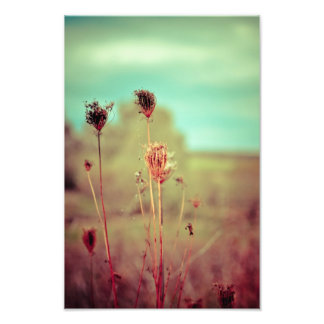 Vintage plants photo print