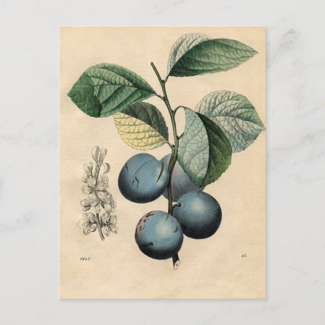 Vintage Plum Botanical Print iPhone 8 Cases Postcard (Front)