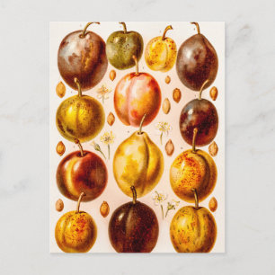 Vintage Plums Antique Plum Fruit Illustration Postcard