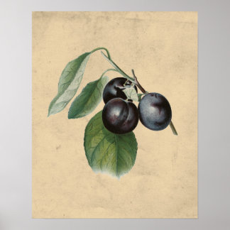 Vintage Plums Illustration Poster
