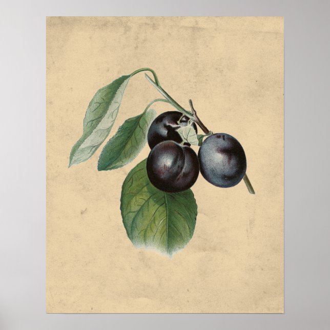 Vintage Plums Illustration Poster (Front)