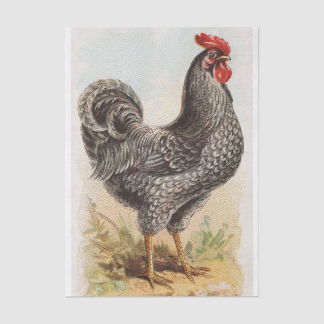 Vintage Plymouth Rock Chicken Decoupage Tissue Paper (Front)