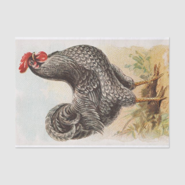 Vintage Plymouth Rock Chicken Decoupage Tissue Paper (Front)