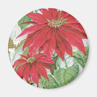 Vintage Poinsettia illustration. Magnet