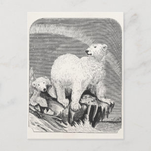 Vintage Polar Bear 1800s Arctic Bears Illustration Postcard