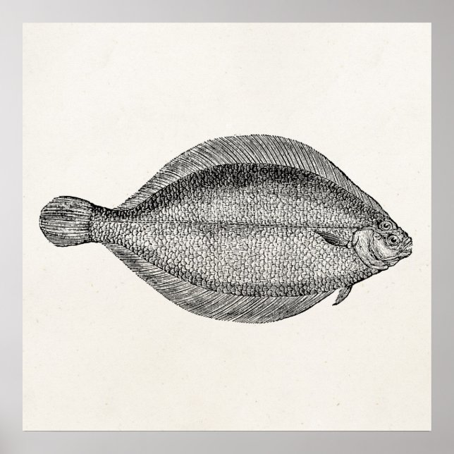 Vintage Pole Flounder Fish Personalised Template Poster (Front)