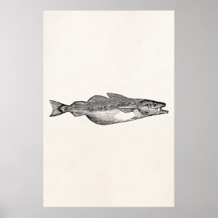 Vintage Pollack Fish - Aquatic Fishes Template Poster