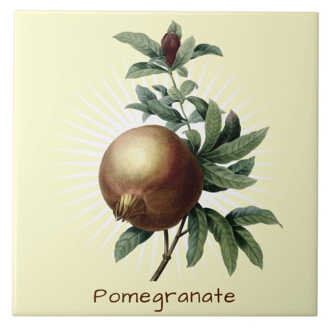 Vintage Pomegranate Fruit Botanical Art Tile (Front)