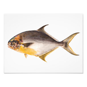 Vintage Pompano Fish - Game Fishes Template Blank Photo Print