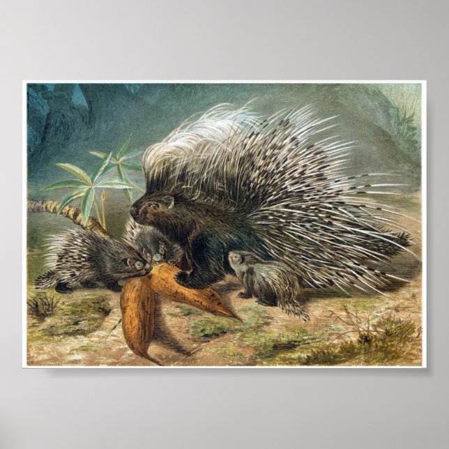 Vintage Porcupine and babies Poster (Front)