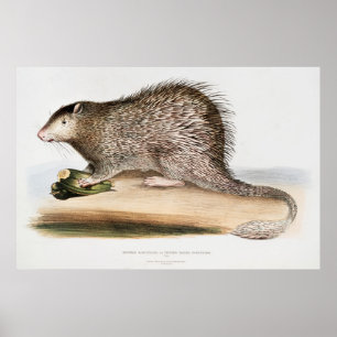 Vintage Porcupine Poster