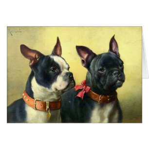 Vintage - Portrait of Boston Terrier Dogs,
