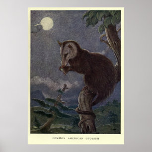 Vintage Possum Painting (1909) Poster