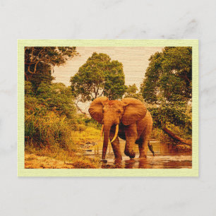 Vintage Postcard African Elephant