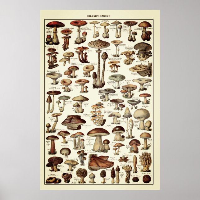 Vintage Poster Print Mushrooms Champignons Chart (Front)