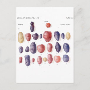 Vintage Potato Botanical Print Postcard